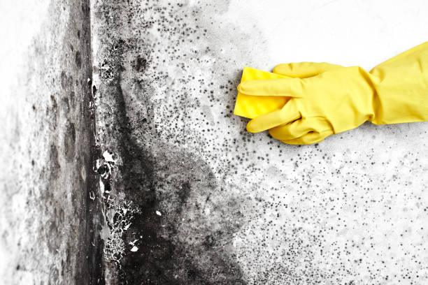 Professional Mold Removal in Fulda, MN