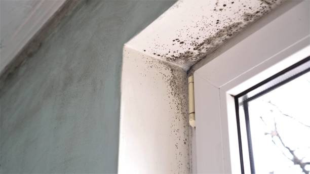 Office Mold Removal Services in Fulda, MN