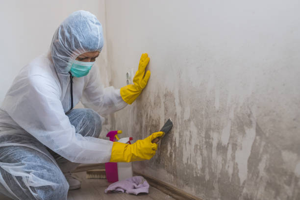 Best Toxic Mold Removal  in Fulda, MN
