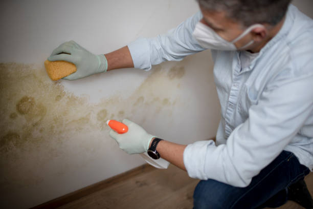 Best Crawl Space Mold Removal  in Fulda, MN