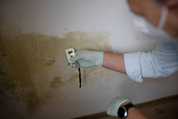 Best Mold Removal and Inspection  in Fulda, MN