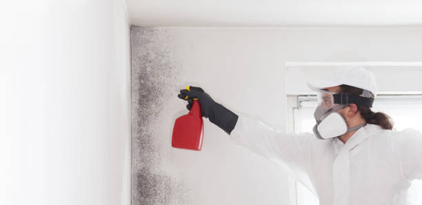Best Mold Remediation  in Fulda, MN