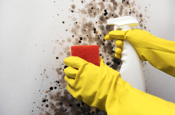 Crawl Space Mold Removal in Fulda, MN