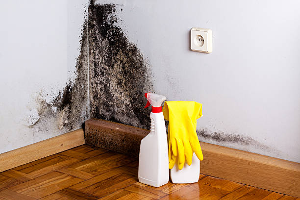 Best Attic Mold Removal  in Fulda, MN