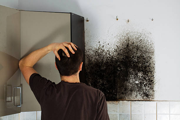 Best Mold Removal Specialists  in Fulda, MN